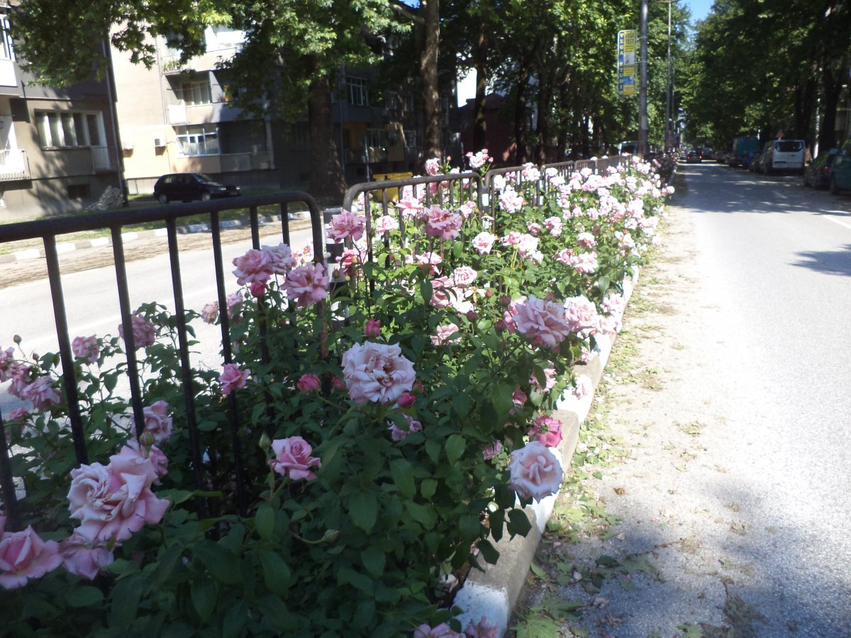 DSC07008.JPG