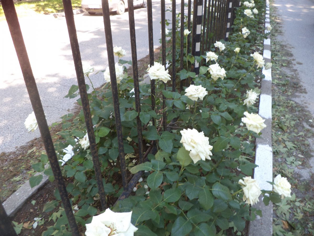 DSC07013.JPG