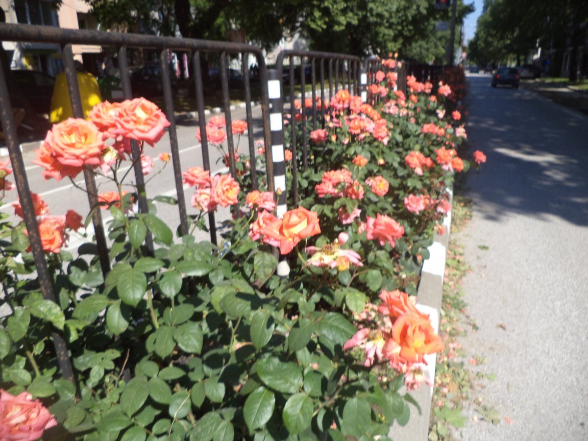 DSC07016.JPG