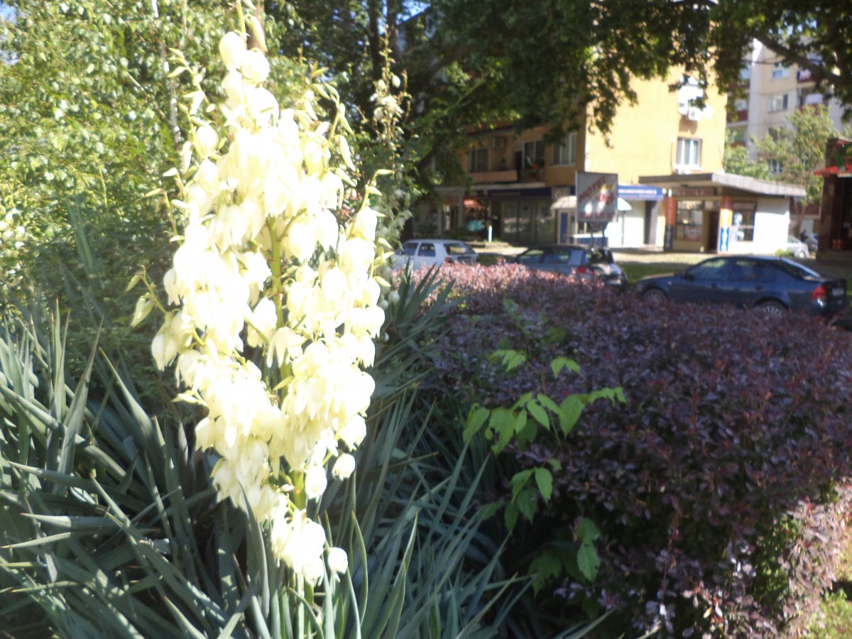 DSC07023.JPG