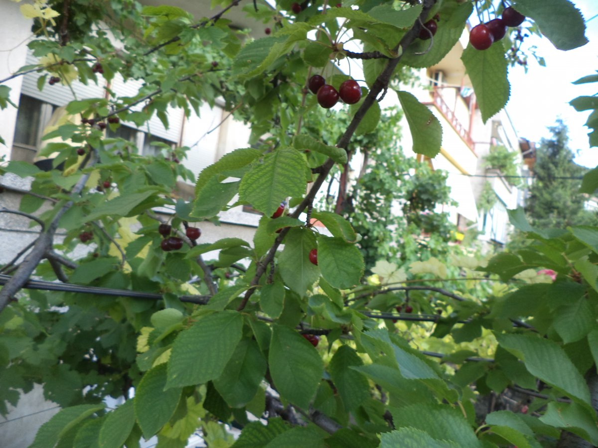 DSC07165.JPG