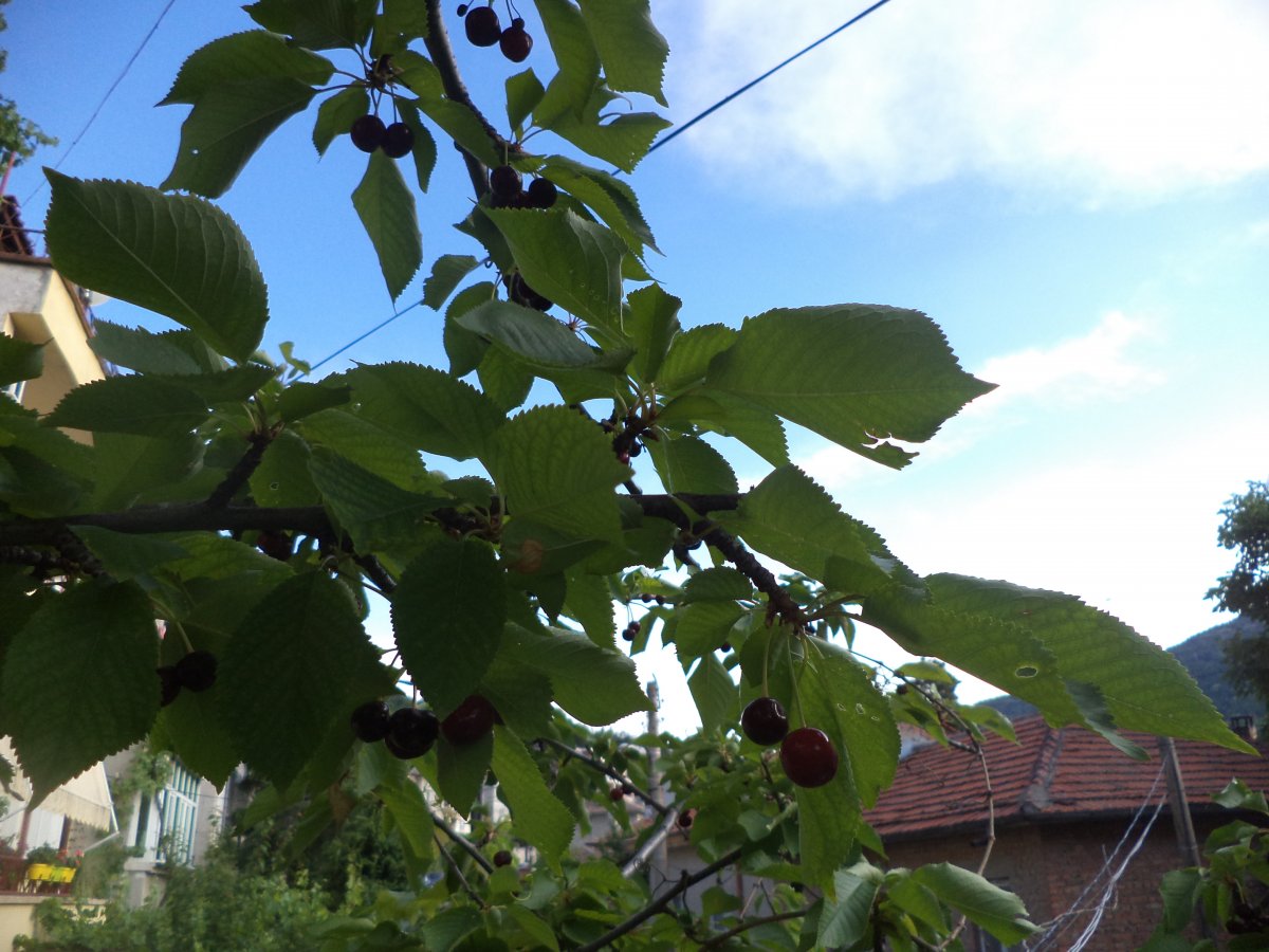DSC07166.JPG