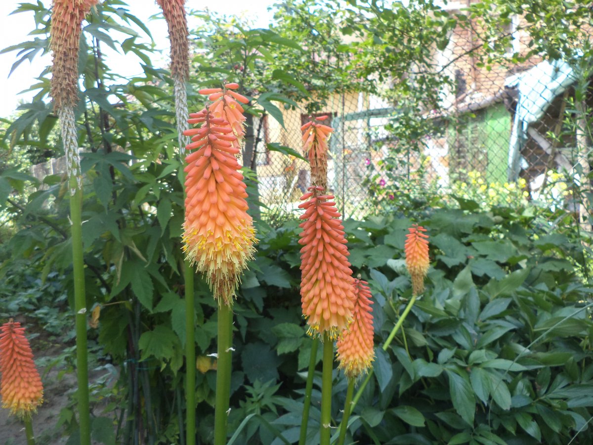 DSC07224.JPG