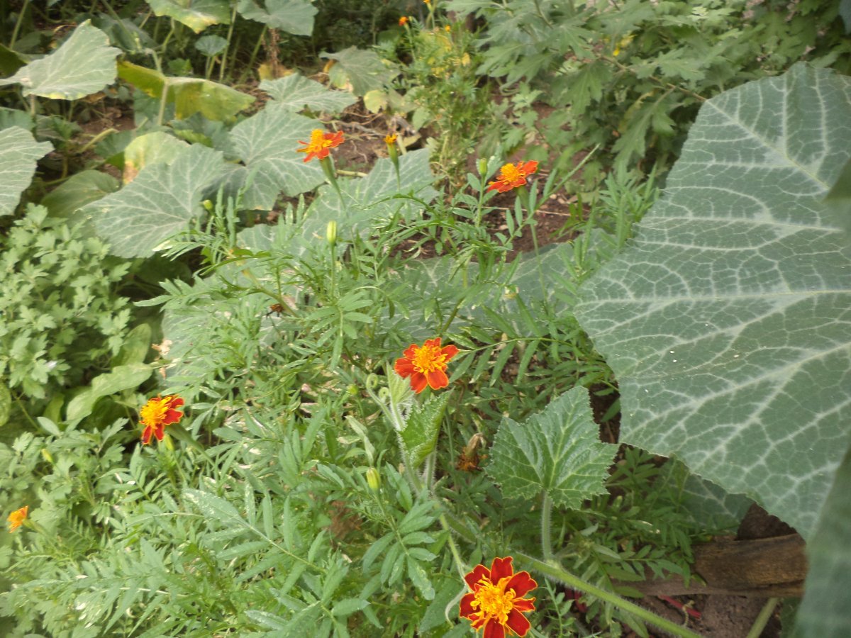 DSC07313.JPG