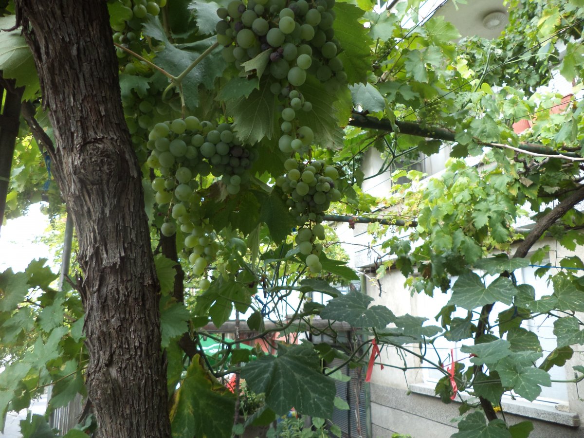 DSC07317.JPG