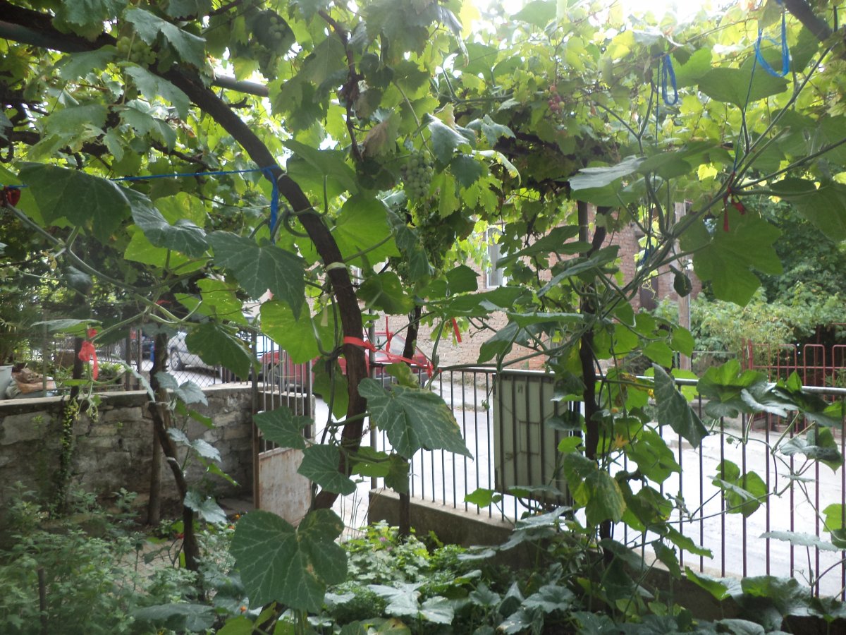 DSC07321.JPG