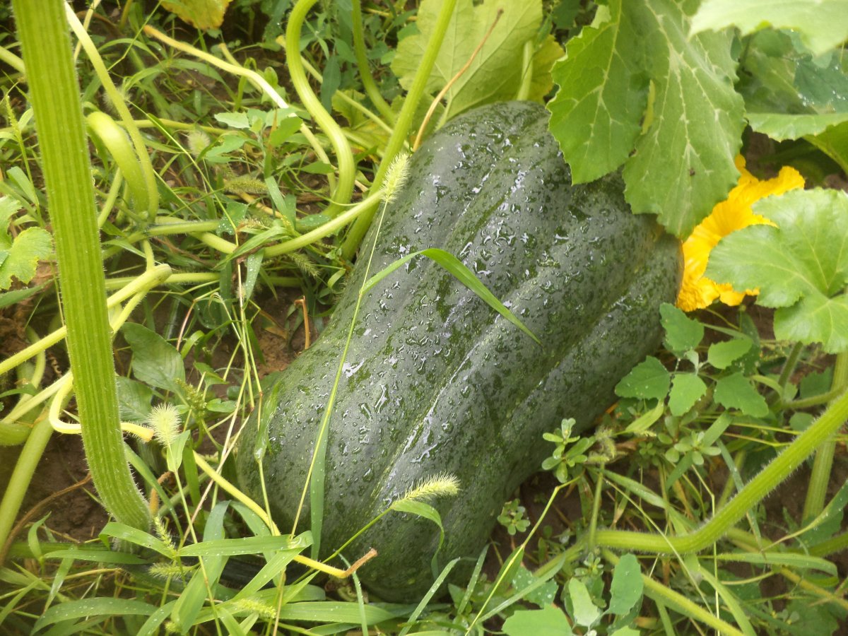 DSC07331.JPG