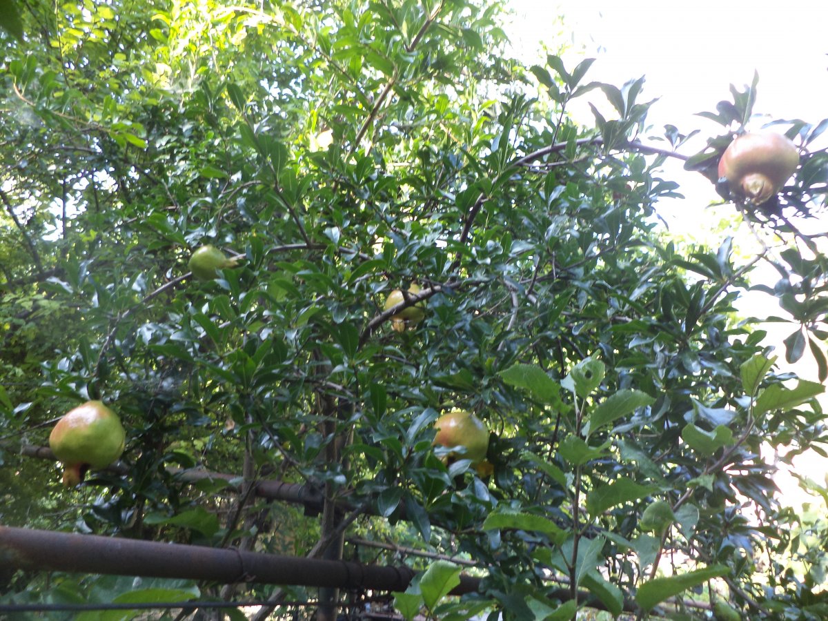 DSC07426.JPG