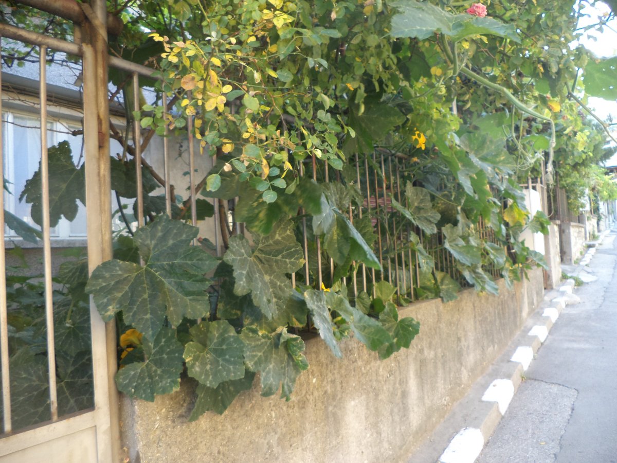 DSC07429.JPG