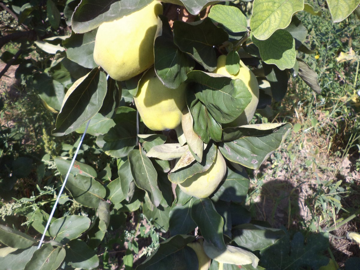 DSC07468.JPG