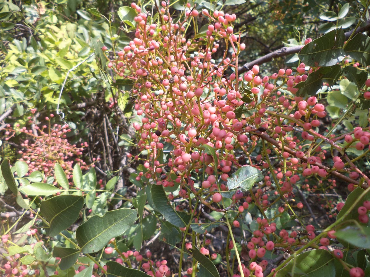 DSC07480.JPG