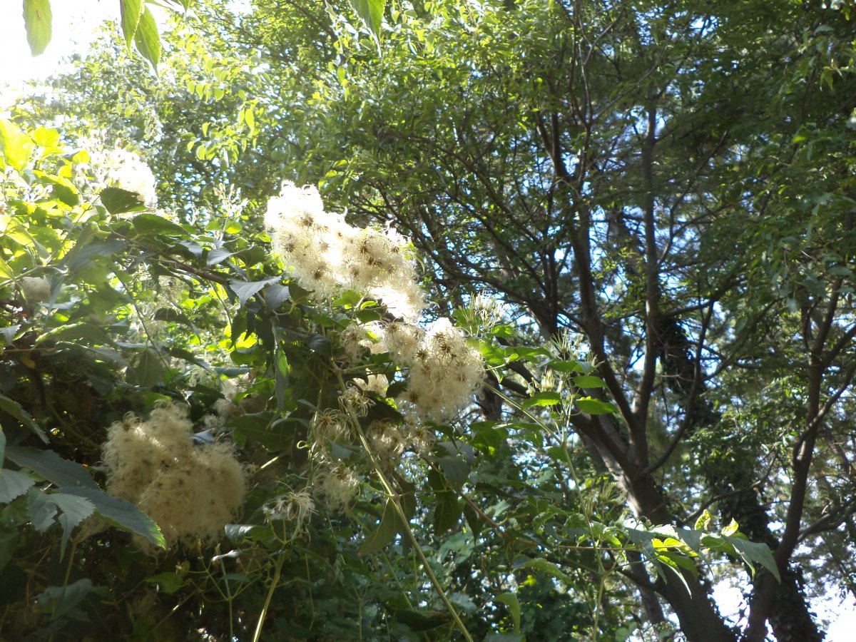 DSC07486.JPG