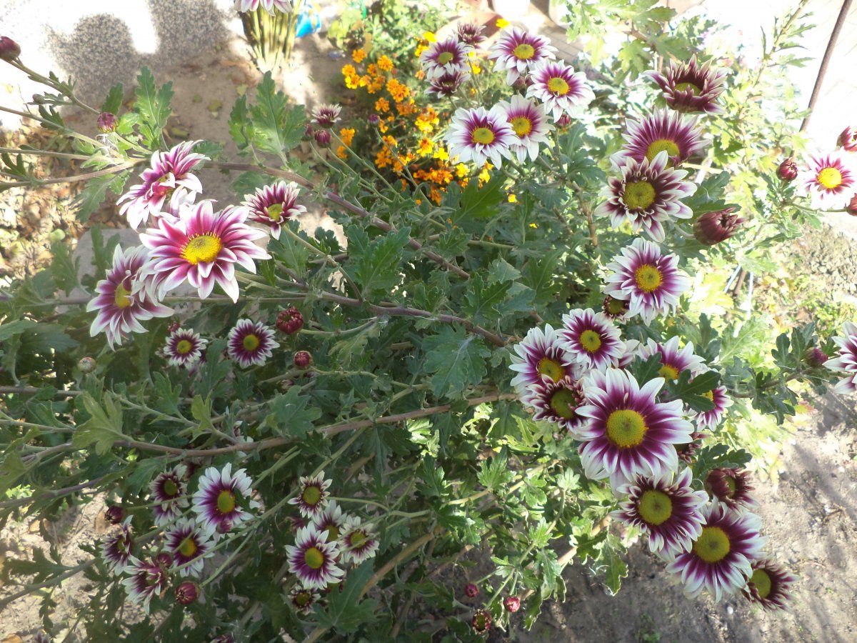 DSC07828.JPG