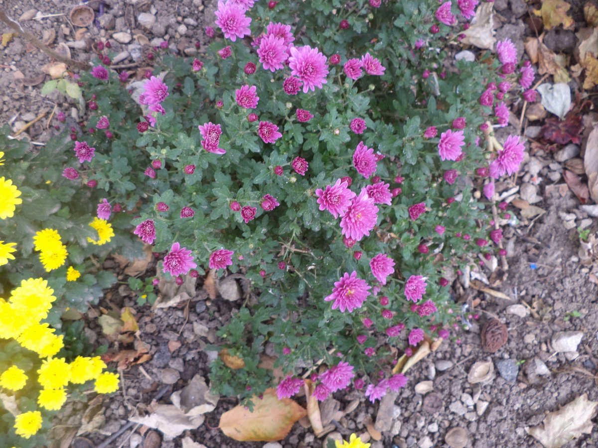 DSC07838.JPG