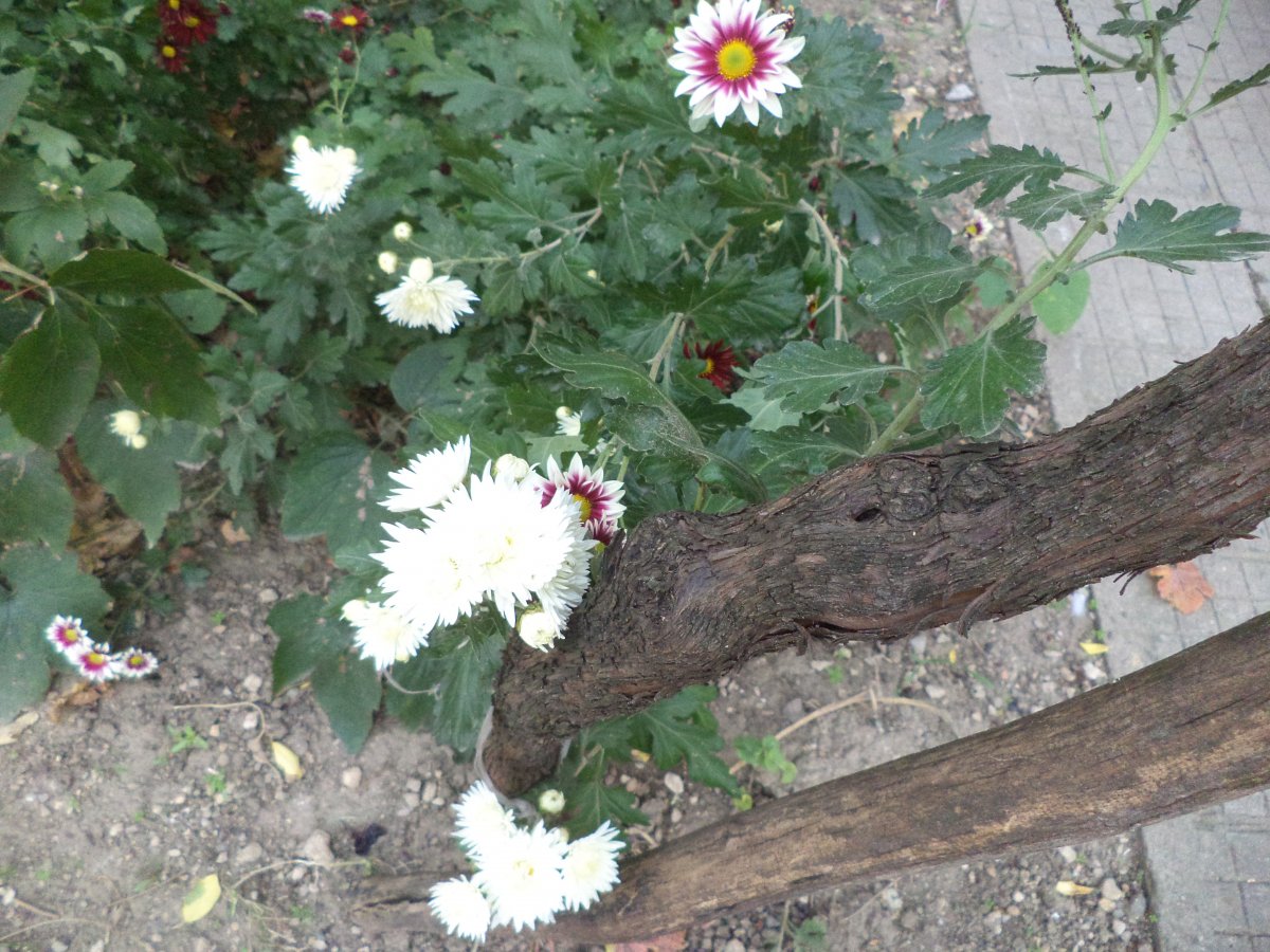 DSC07845.JPG