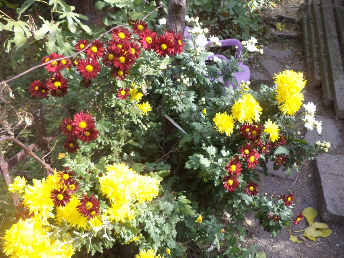 DSC07849.JPG