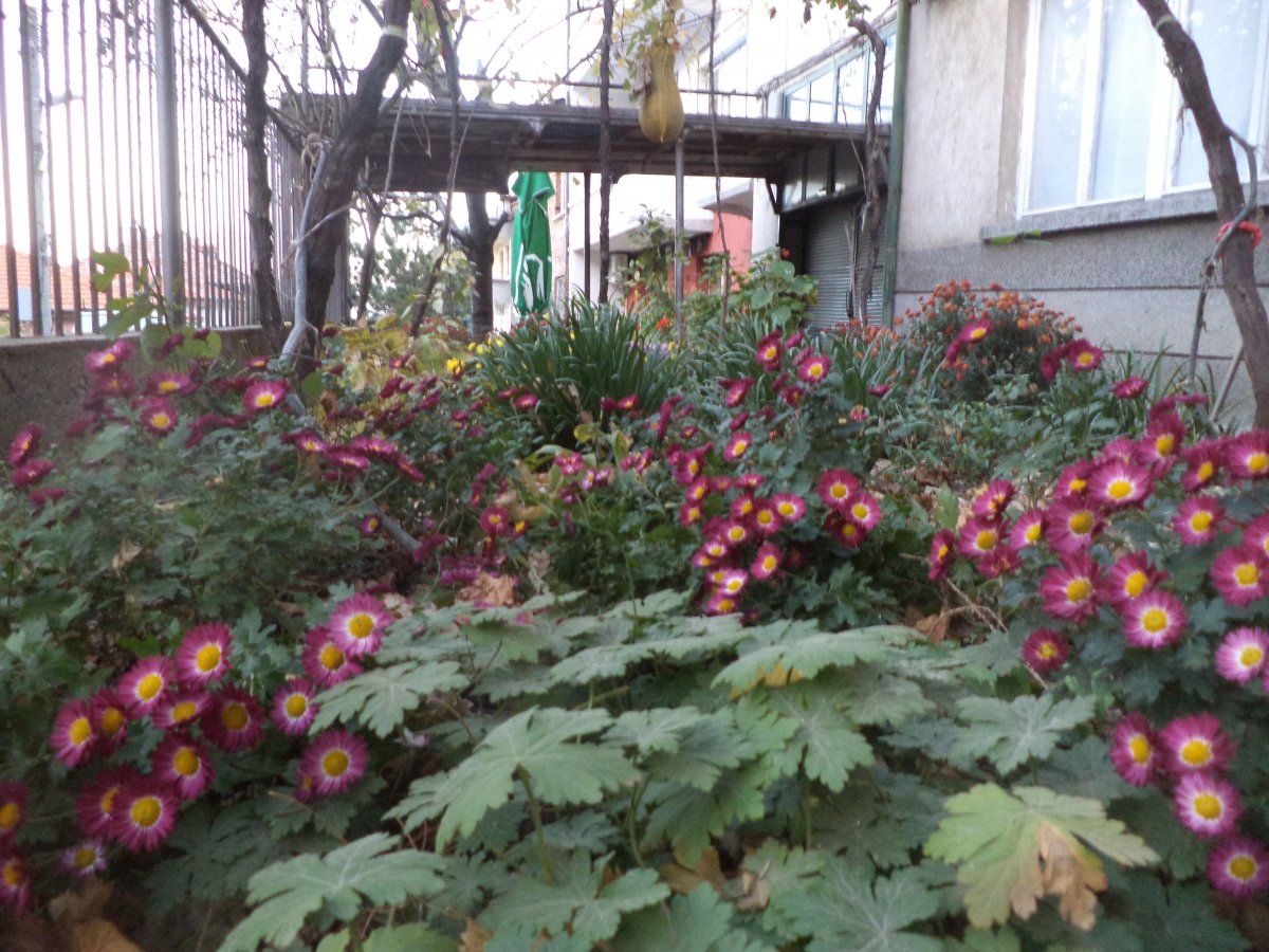 DSC07928.JPG
