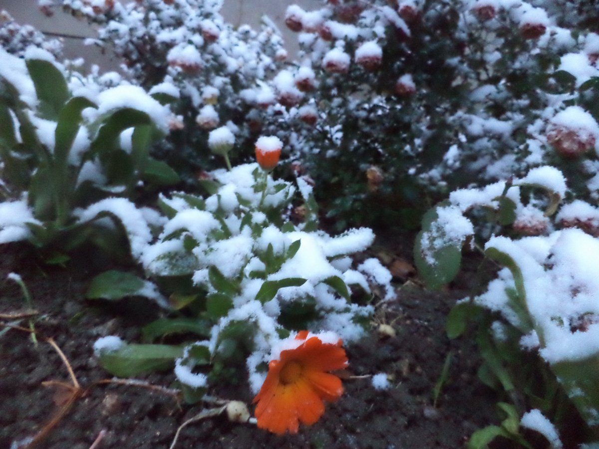 DSC07991.JPG