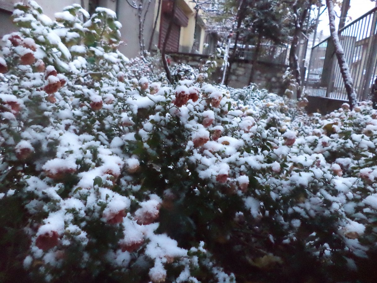 DSC07995.JPG