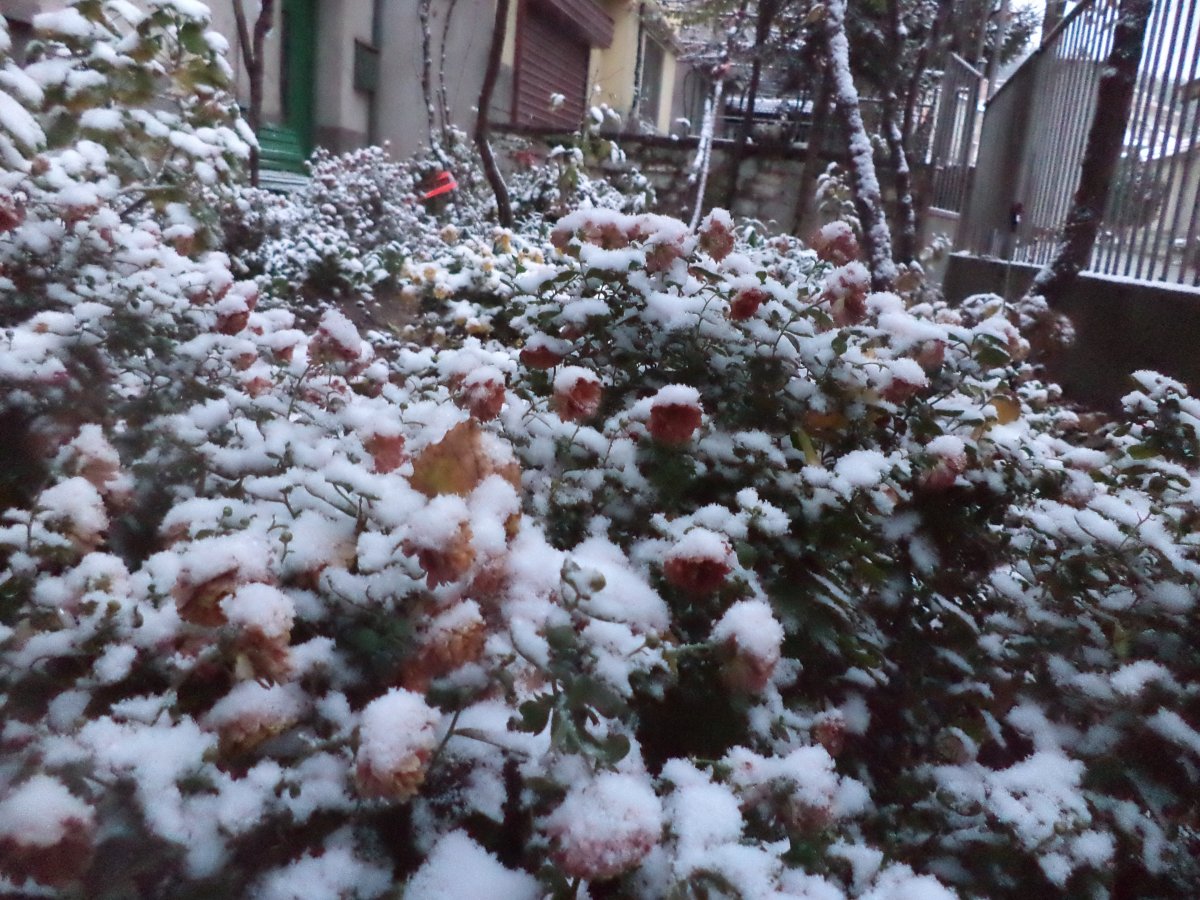 DSC07997.JPG