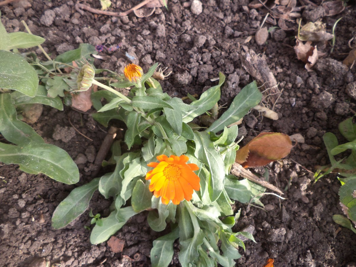 DSC08035.JPG