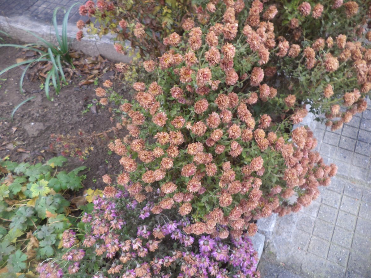 DSC08051.JPG