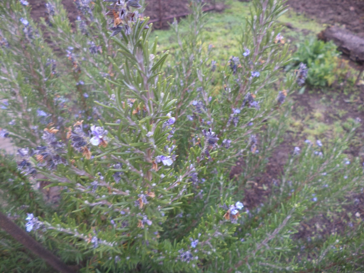 DSC08053.JPG
