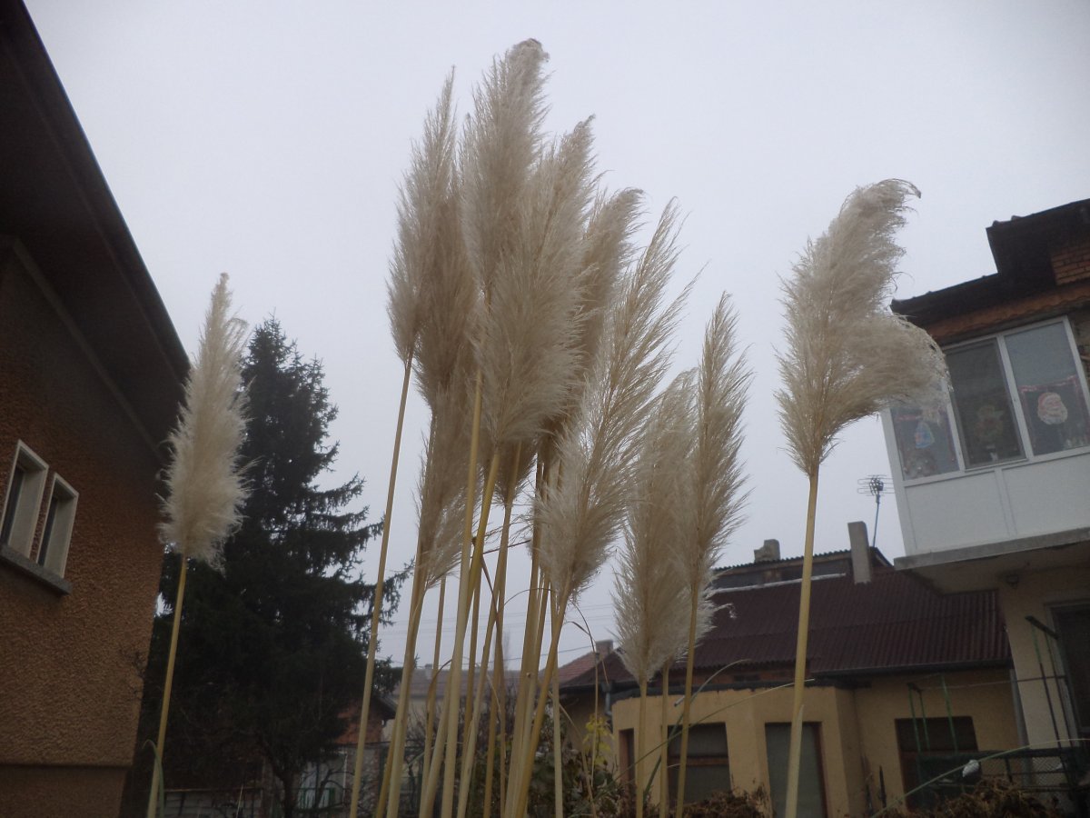 DSC08058.JPG
