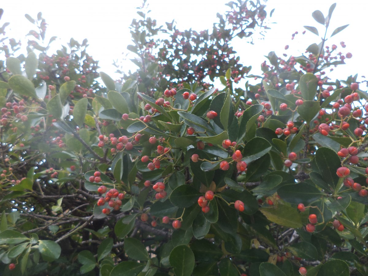 DSC08072.JPG