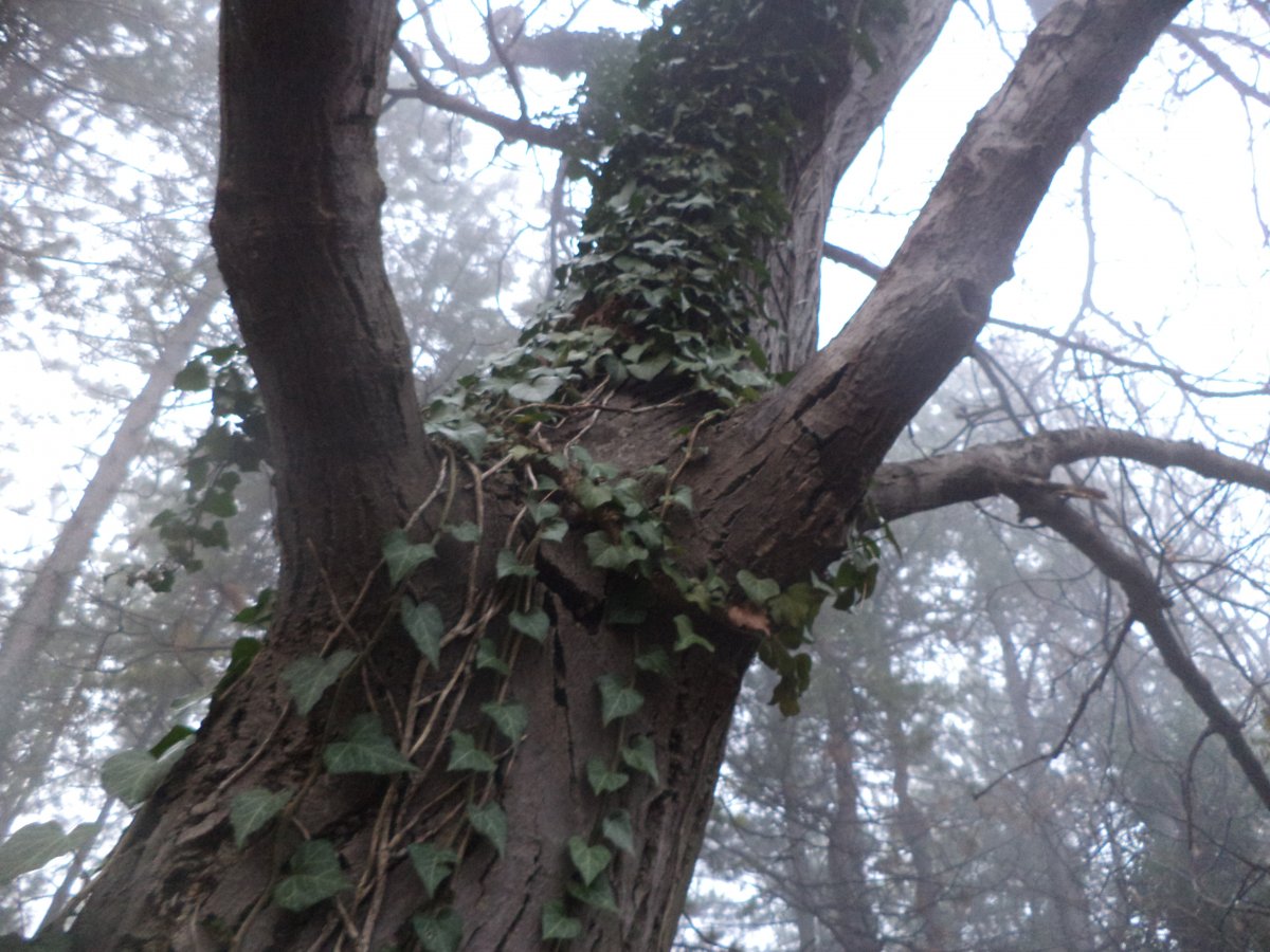 DSC08077.JPG