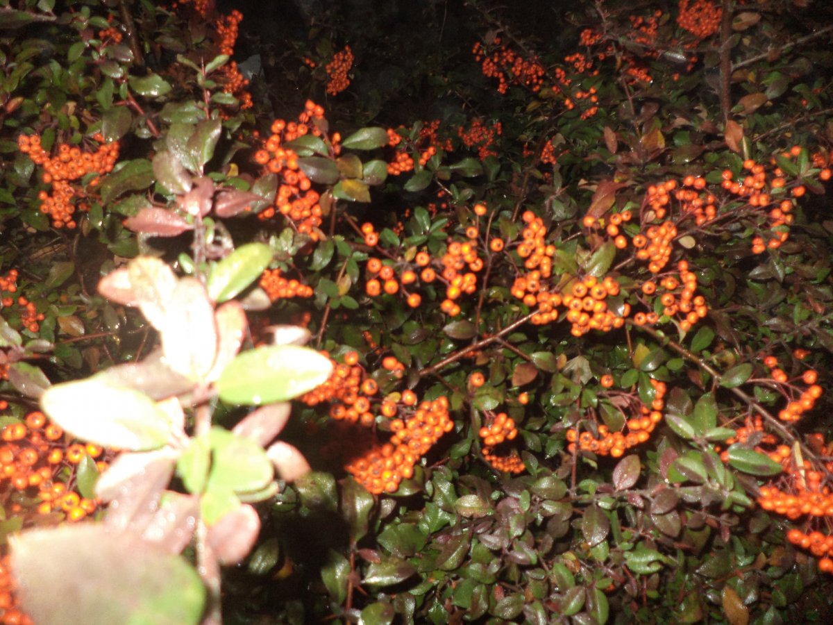 DSC08081.JPG