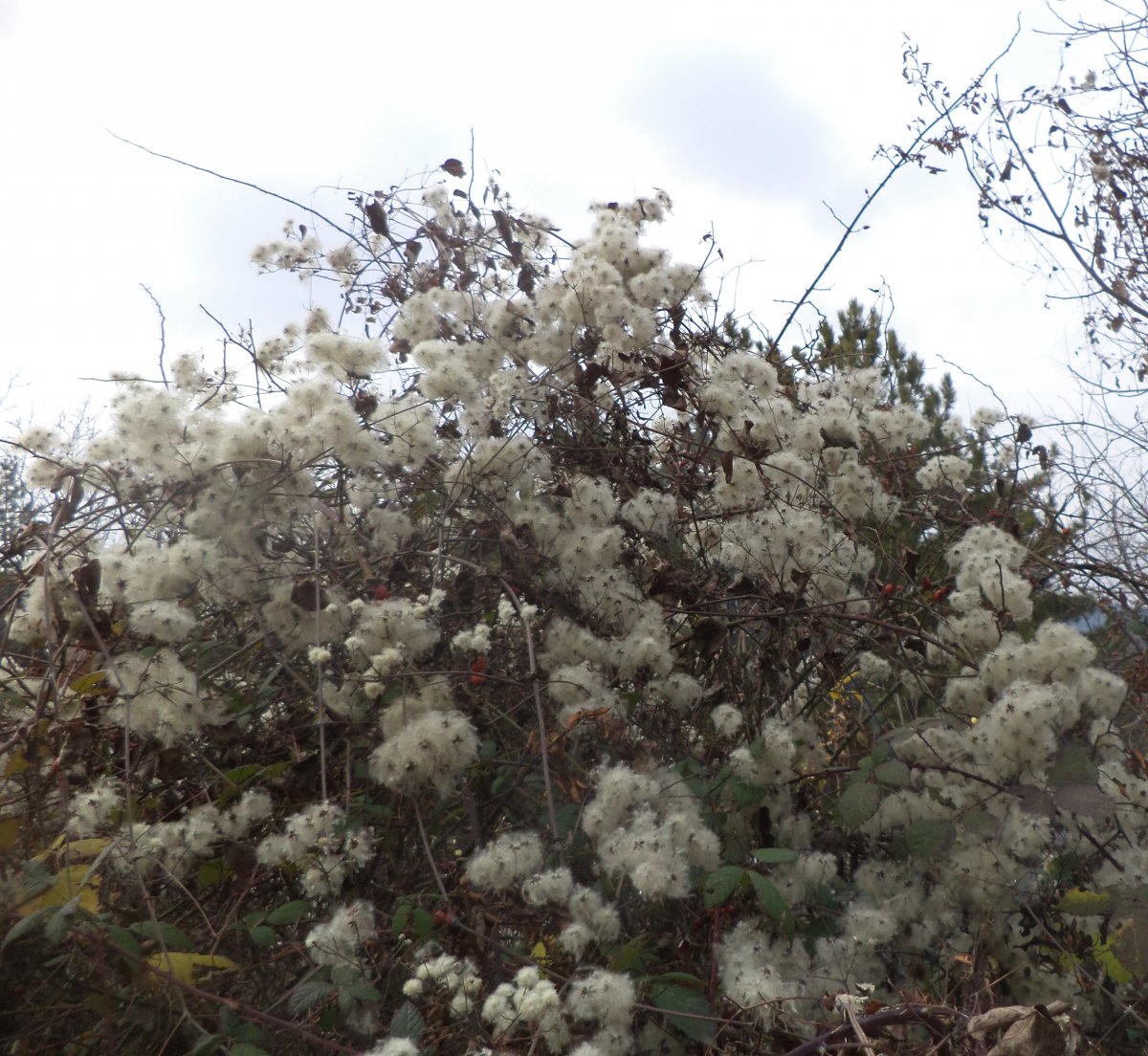 DSC08139.JPG