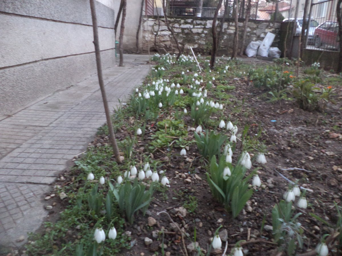 DSC08226.JPG