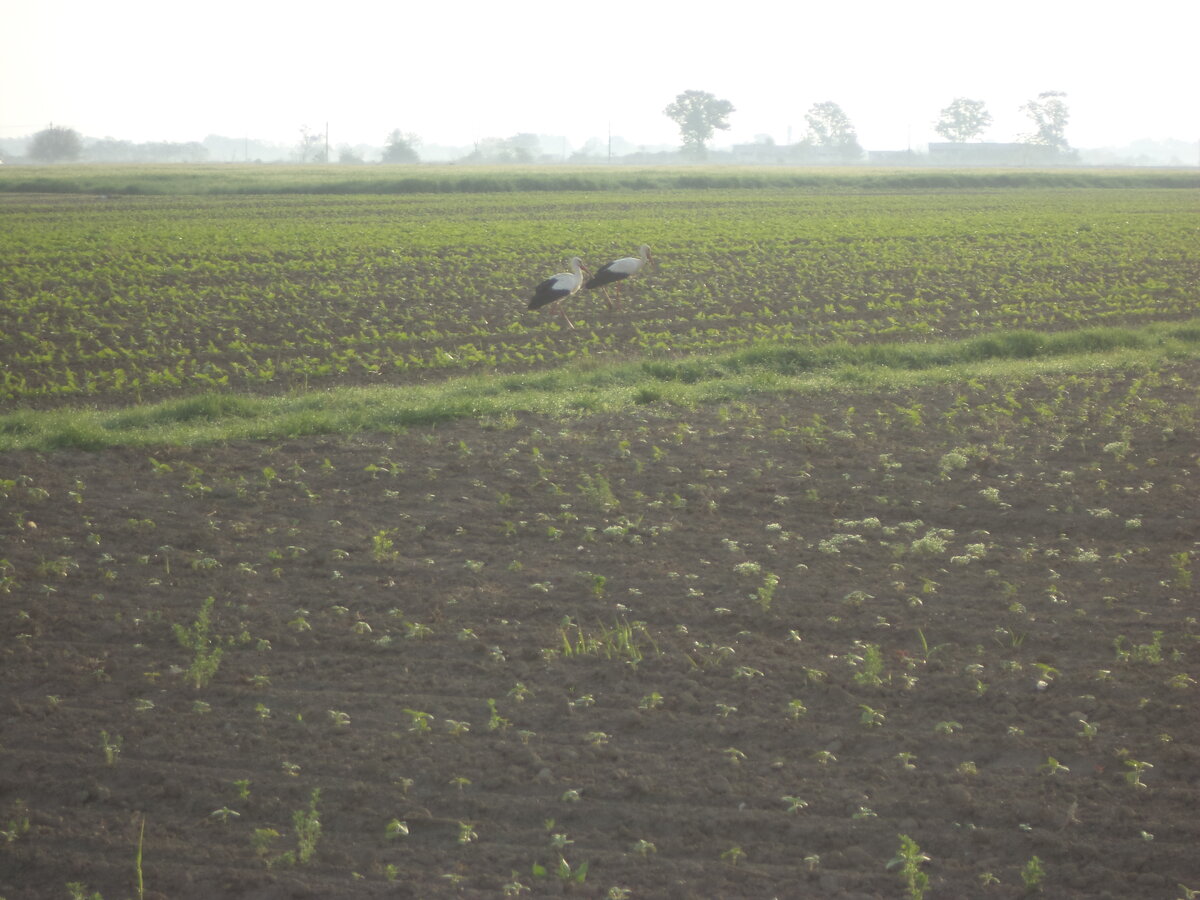 DSC08305.JPG
