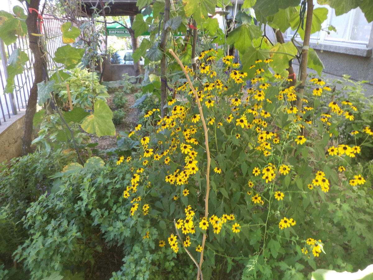 DSC08451.JPG