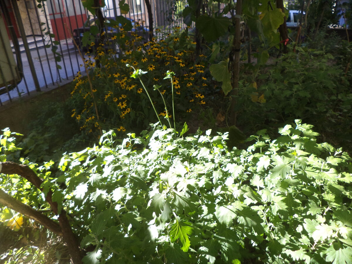 DSC08457.JPG