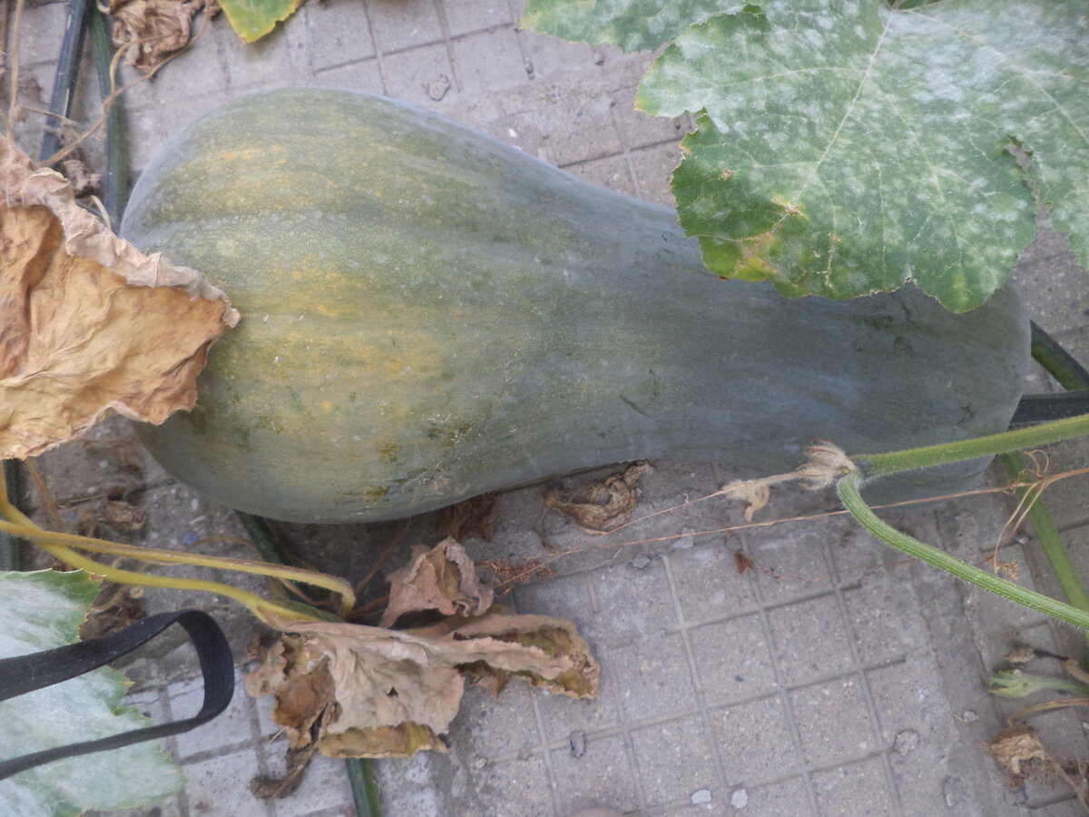 DSC08465.JPG