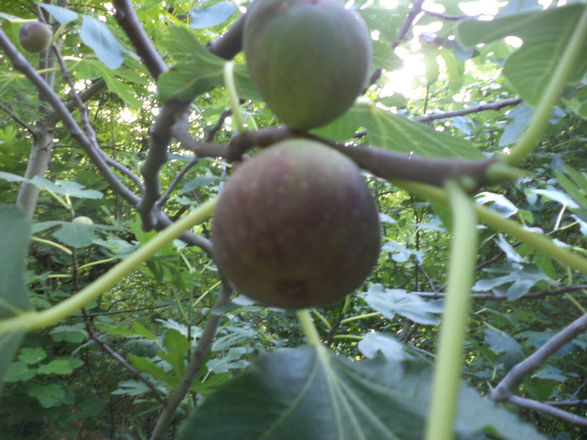 DSC08478.JPG