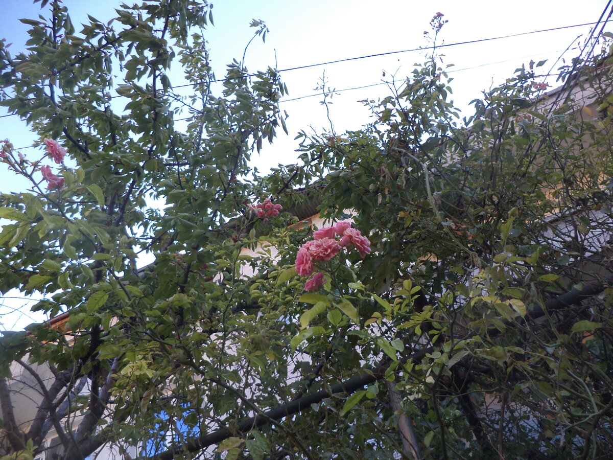 DSC08501.JPG
