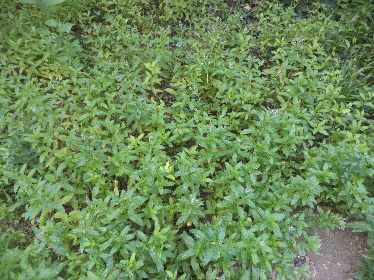 DSC08544.JPG