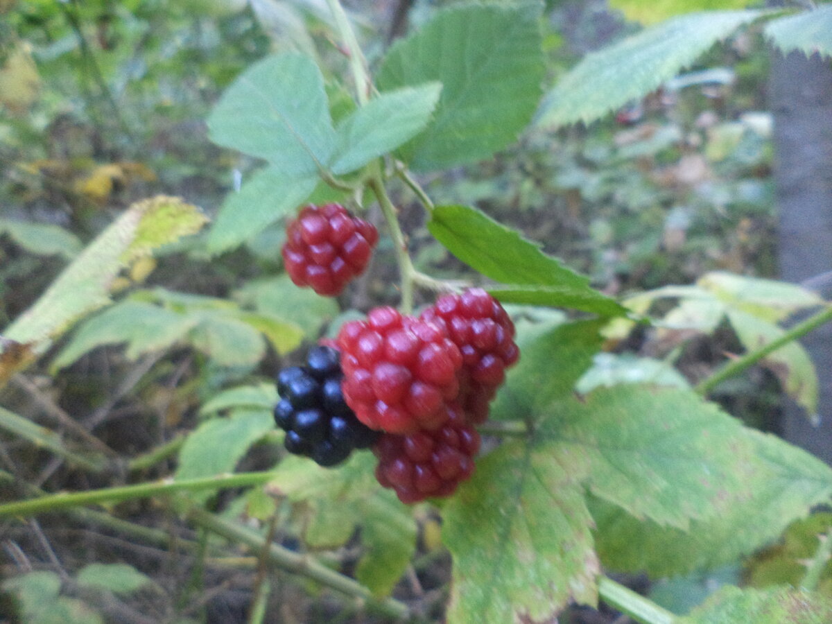 DSC08545.JPG