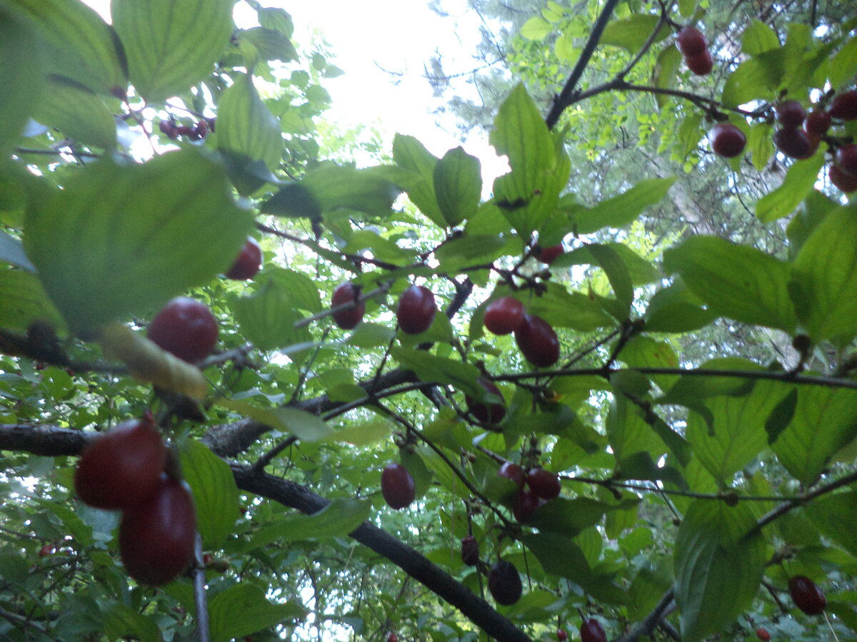 DSC08547.JPG