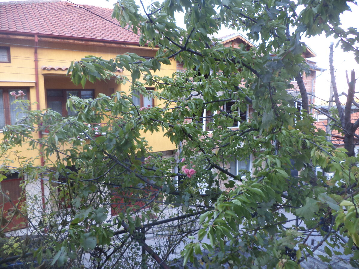 DSC08552.JPG