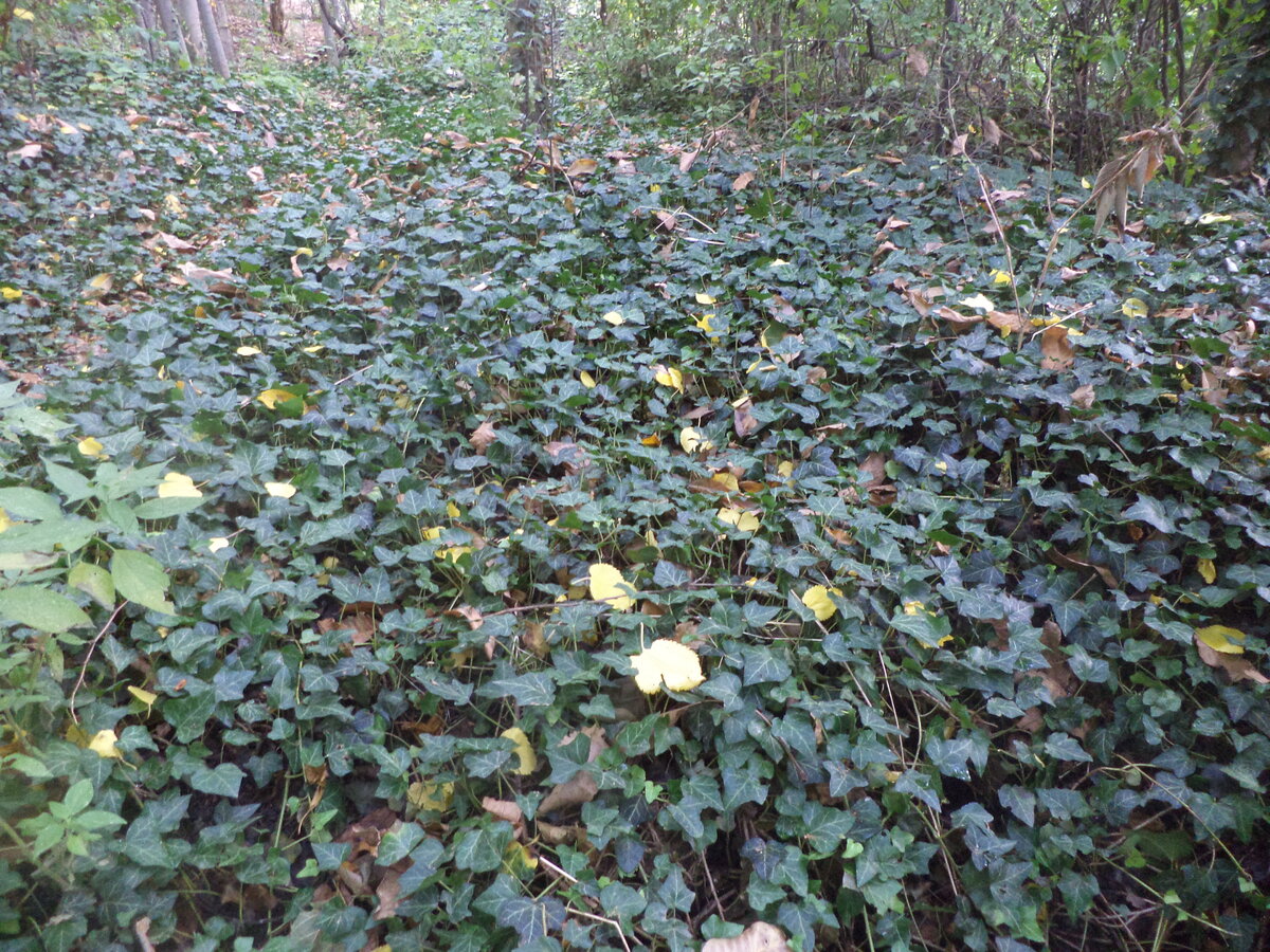 DSC08802.JPG