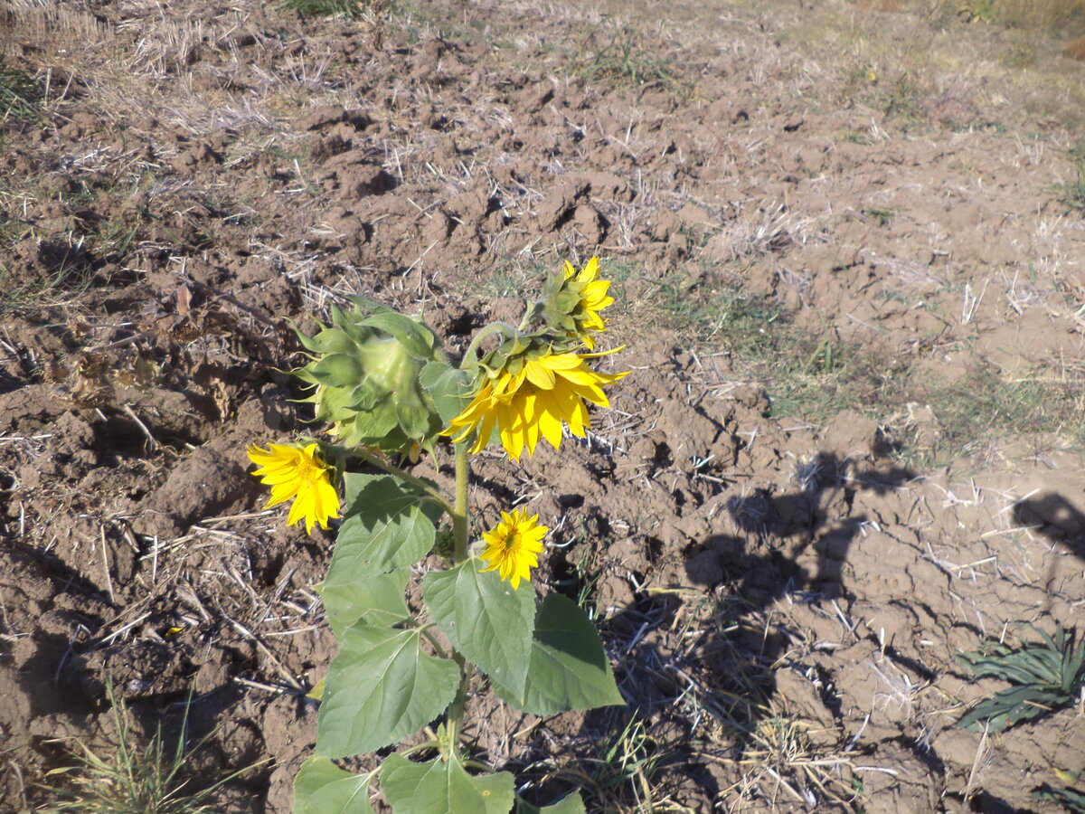 DSC09380.JPG