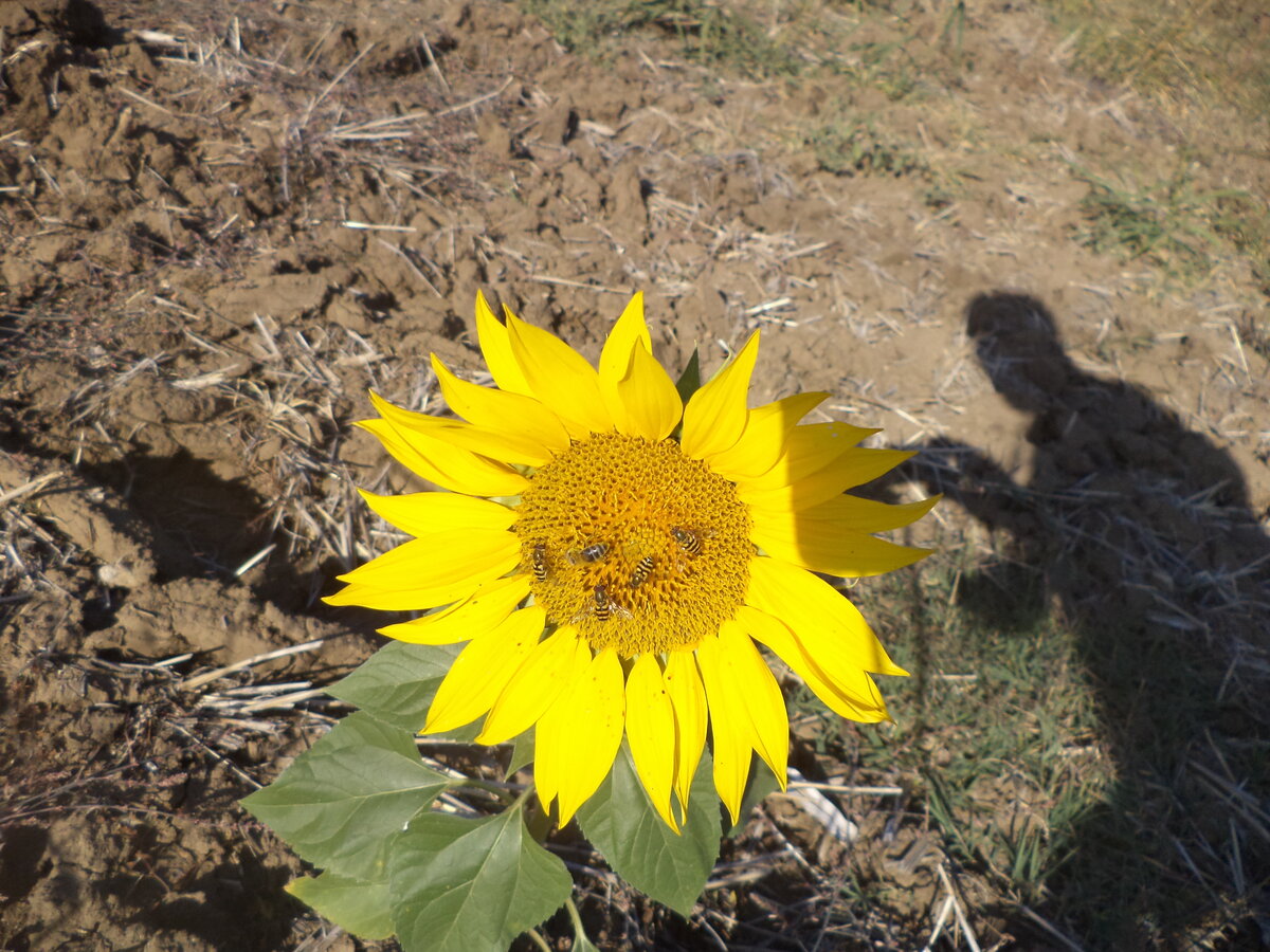 DSC09381.JPG