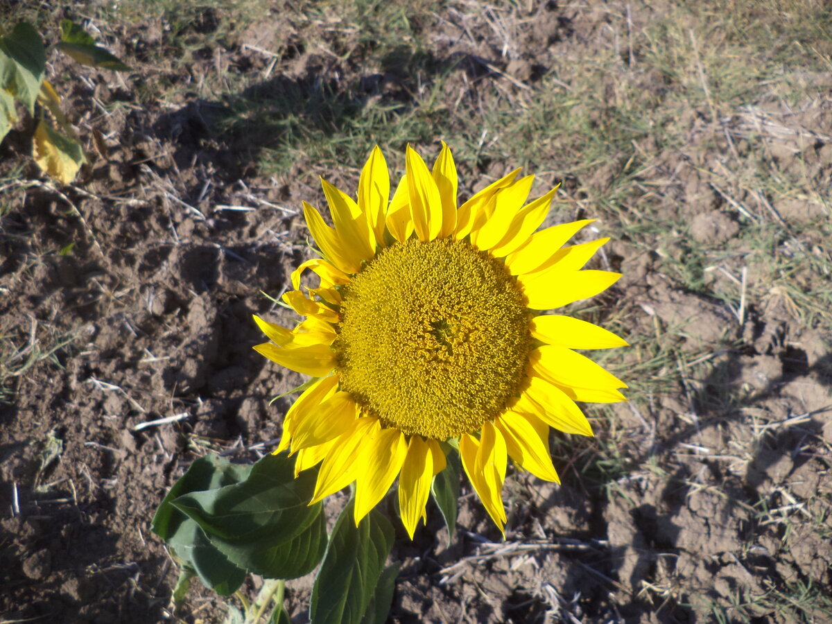 DSC09382.JPG
