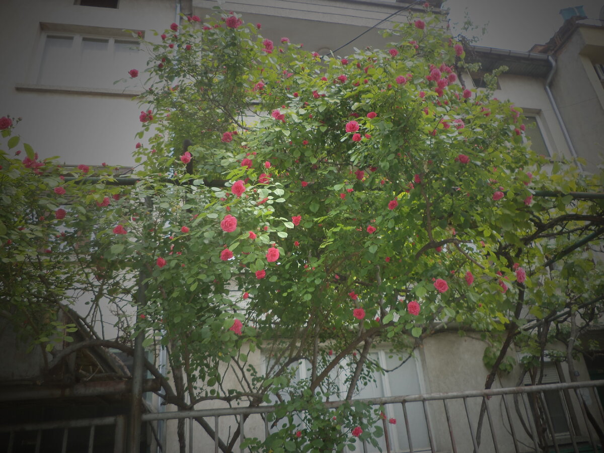 DSC09387.JPG