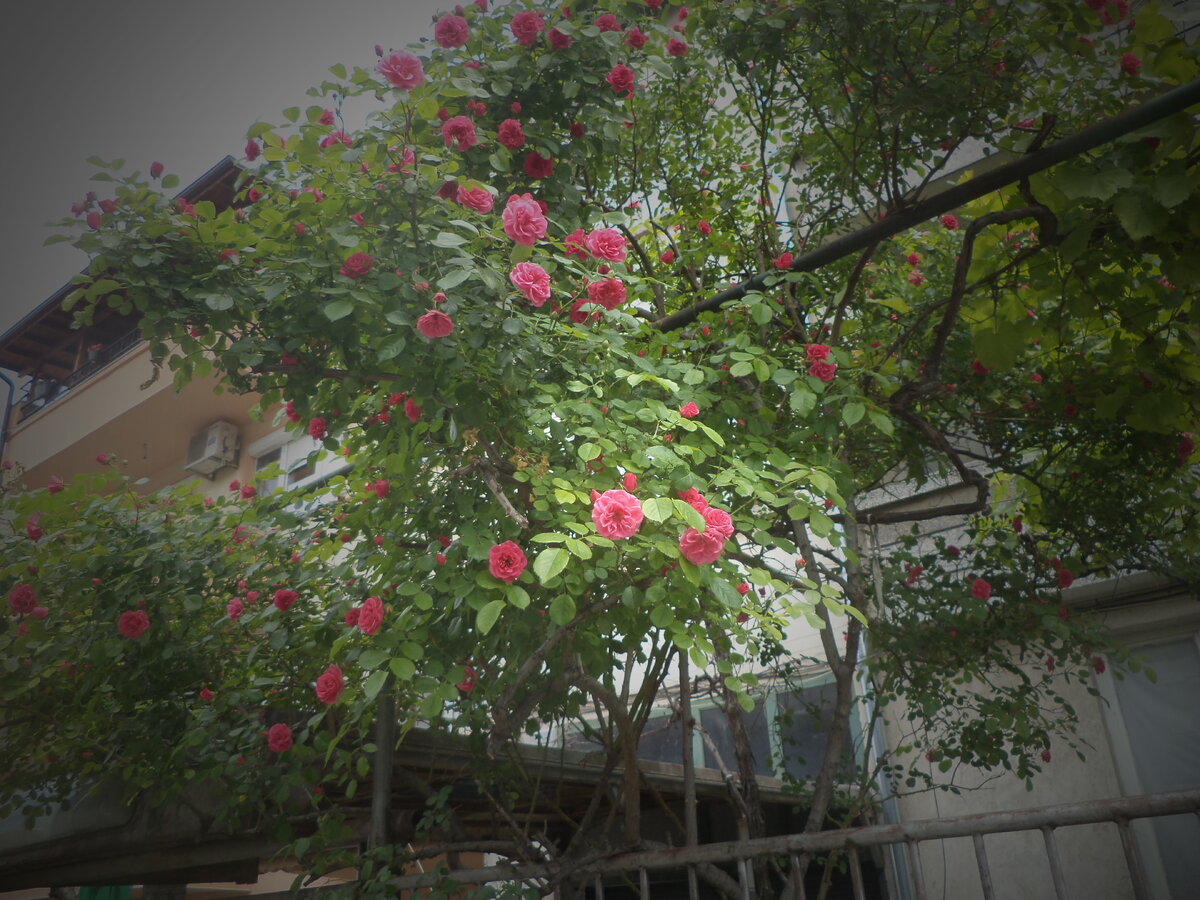 DSC09390.JPG