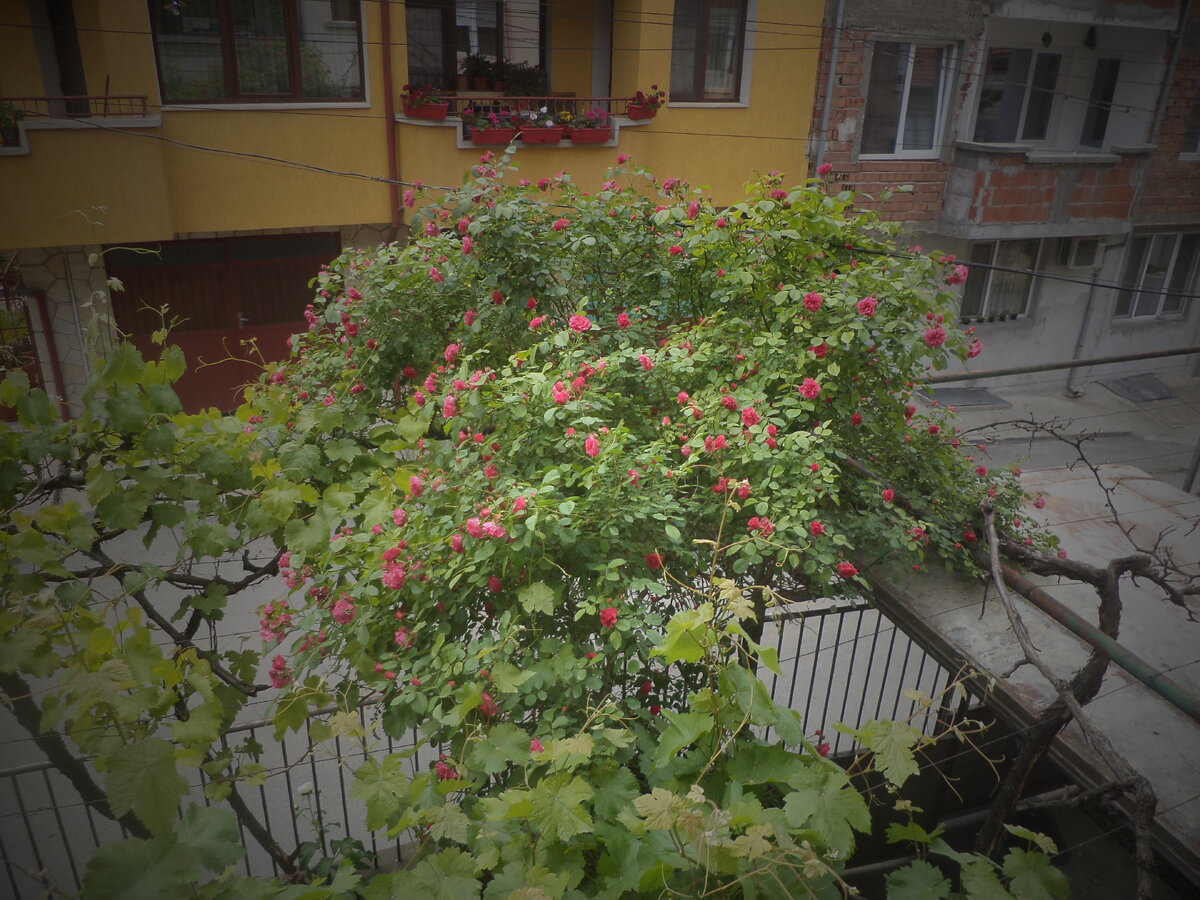 DSC09393.JPG